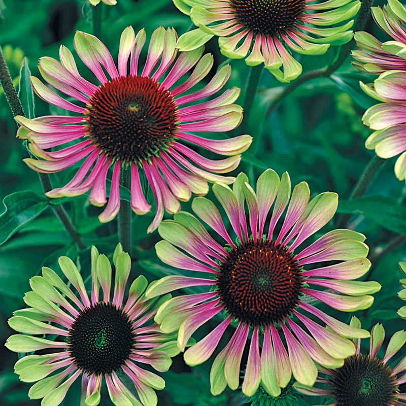 Green Twister Coneflower