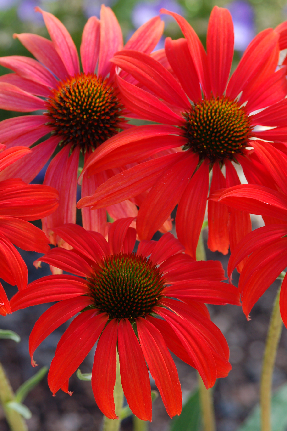 Echinacea-Tomato-Soup-1