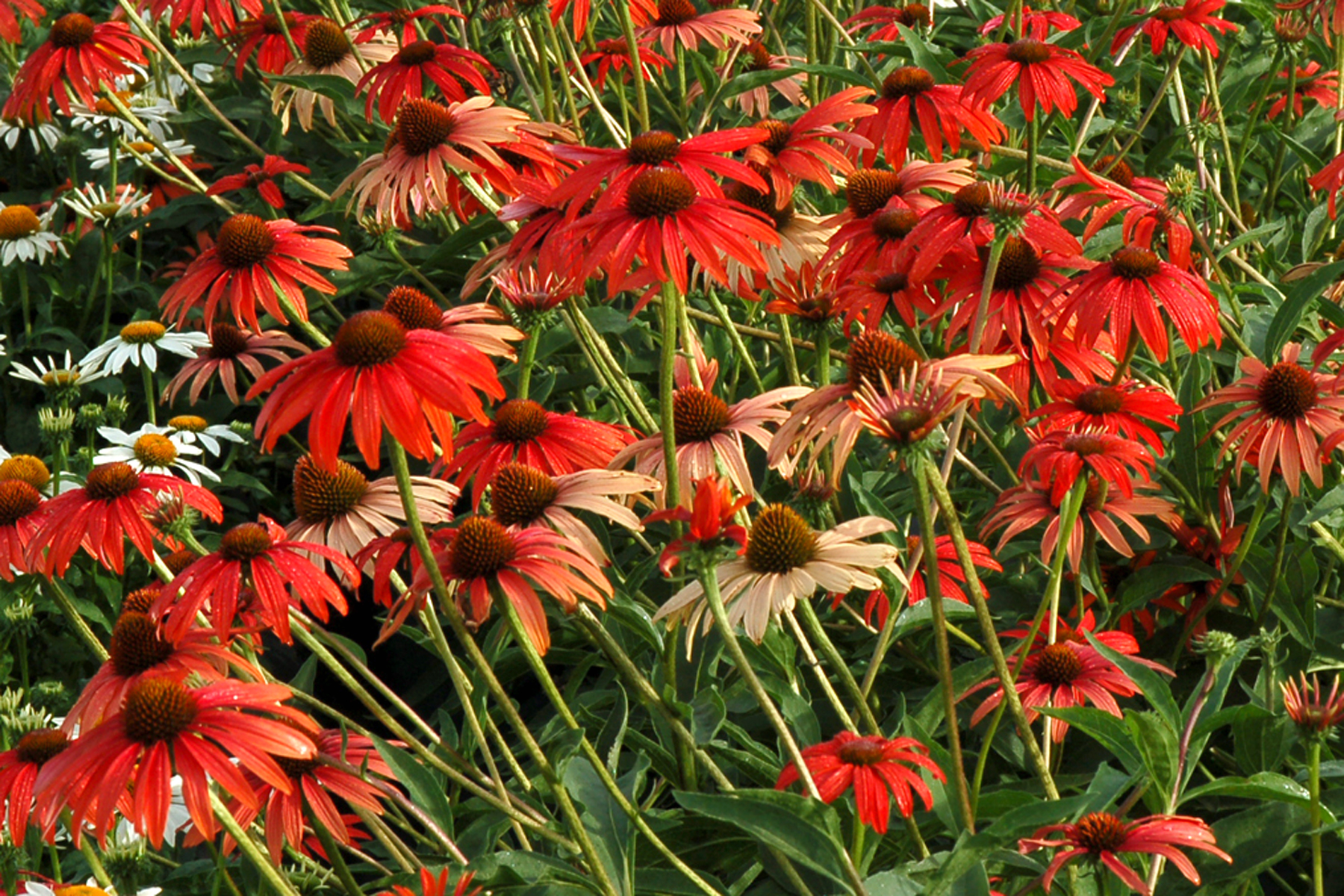 Echinacea-Tomato-Soup-4
