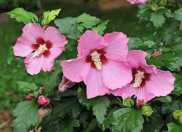 Hibiscus-syriacus-‘Aphrodite’-2