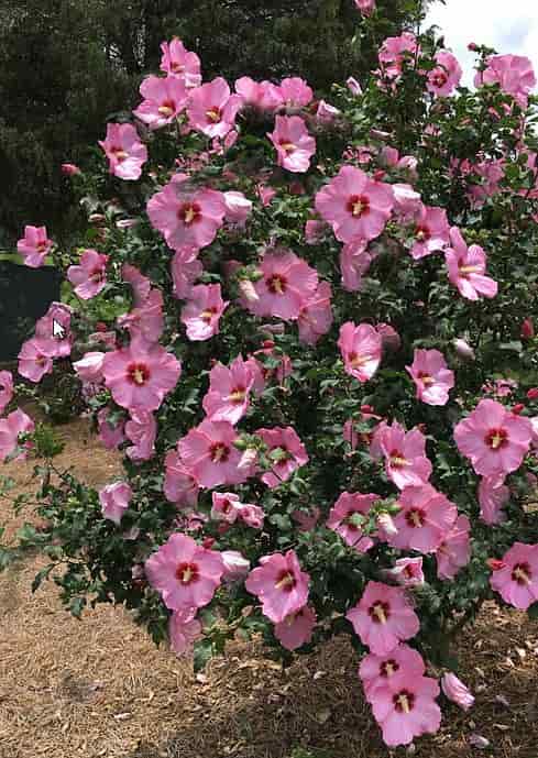 Hibiscus-syriacus-‘Aphrodite’-3