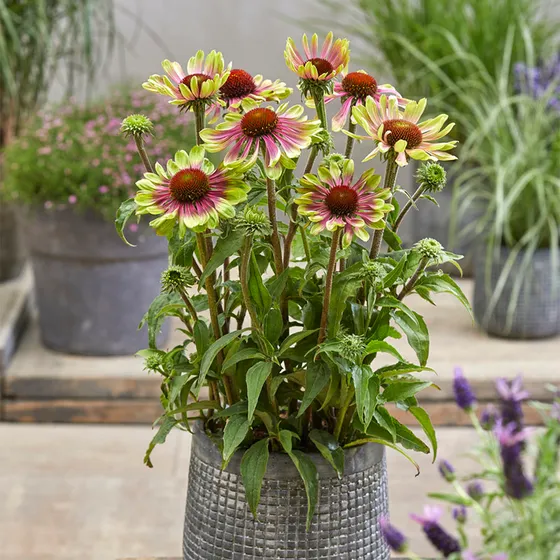 echinacea-green-twister-echinacea-purpurea-green-twister-pot