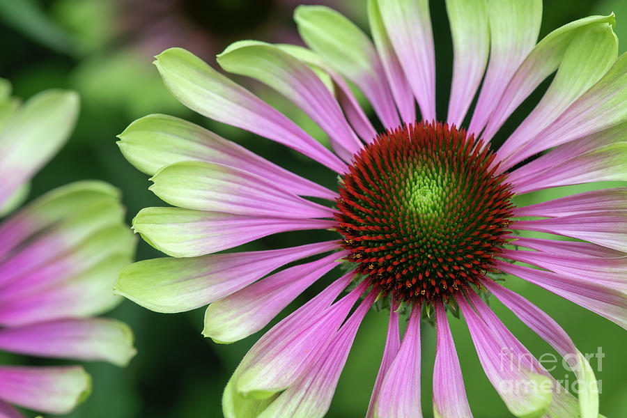 echinacea-purpurea-green-twister-flower-tim-gainey