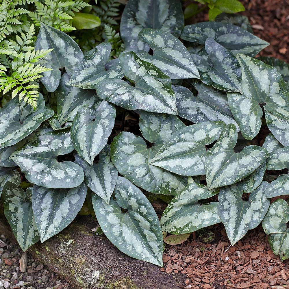 Asarum-splendens_1000x