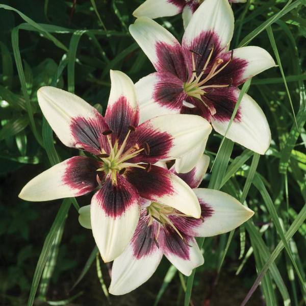 costa-farms-annuals-1-0qlilpavg-64_600
